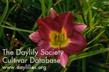 Daylily Temporal Anomaly